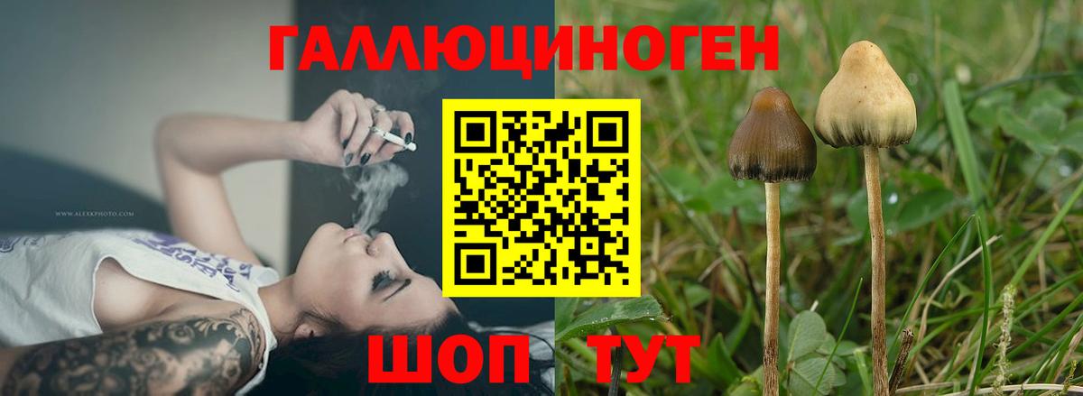 Псилоцибиновые грибы Cubensis Фурманов